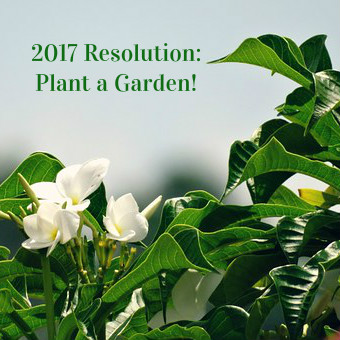 resolution-plant-garden